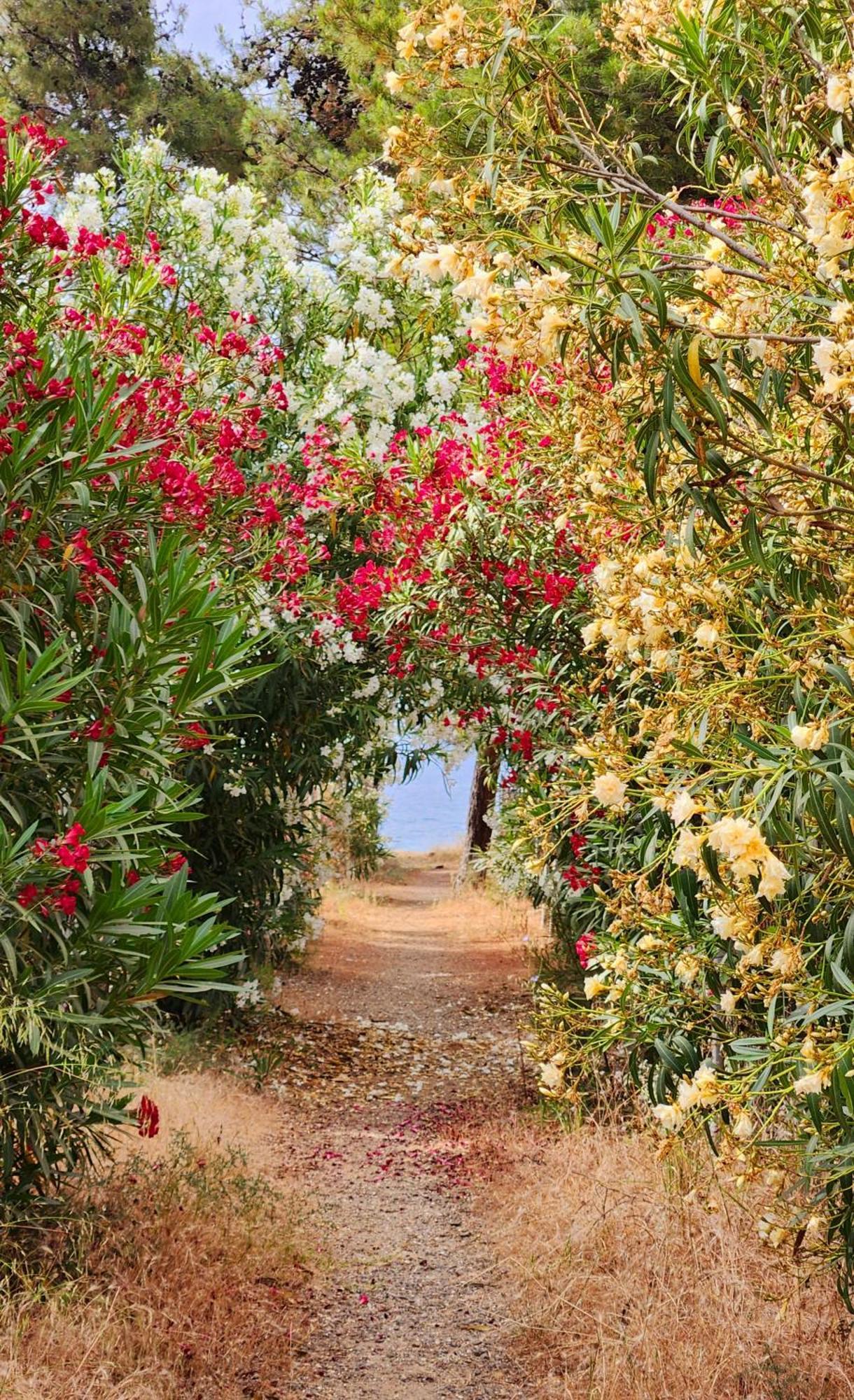 Pine Beach Holiday Home 2 Bedrooms 50 Meters To The Beach Kalyves Polygyrou Bagian luar foto
